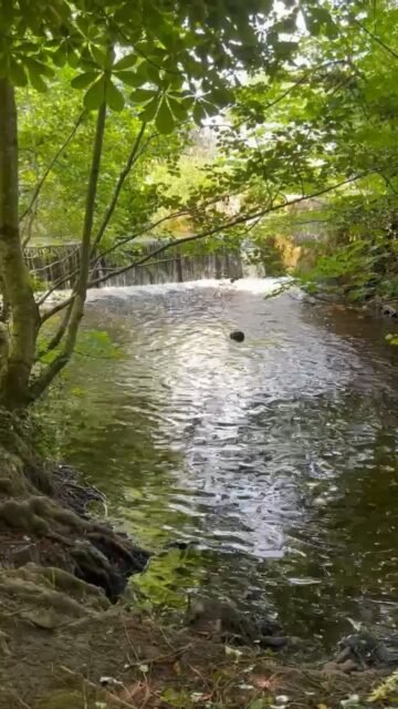 Your Moment of Zen
Your Moment of Spiel
#CanalWalk #KilkennyCastle #Kilkenny #Ireland #Zen #MomentOfZen  #MindfulMoments #DiscoverKilkenny #YourMomentOfZen #YourMomentOfSpiel