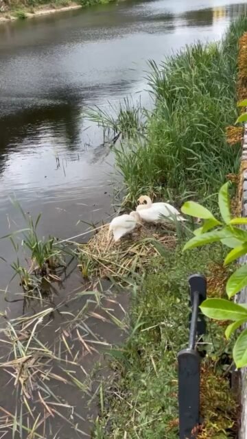 Your Moment of Zen
Your Moment of Spiel
#YourMomentOfZen #YourMomentOfSpiel #RiverNore #Kilkenny #Ireland #Zen #Swans #Nesting #Hatching #WildlifeWednesday #NatureLovers #BirdWatching #IrishWildlife #SwanSeason #NestingBirds