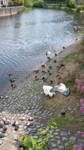 Your Moment of Zen
Your Moment of Spiel
#YourMomentOfZen #YourMomentOfSpiel #KilkennyCastle #Kilkenny #RiverNore #Swans #Ducks #Pigeons #Seagulls #Ireland #Zen #Imagine #ImagineAllThePeopleLivingLifeInPeace #JohnLennon