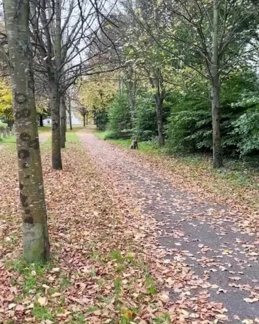 Your Moment of Brownie
Your Moment of Autumn
Your Moment of Spiel
#YourMomentOfBrownie #YourMomentOfAutumn #YourMomentOfSpiel #Brownie #Dogs #Autumn #Kilkenny #Ireland #ChariotsOfFire #Vangelis